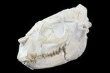 Beautiful, Oreodont (Merycoidodon) Skull - Wyoming #93751-6